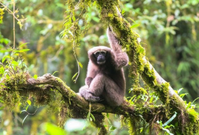 New species of gibbon  discovered in China